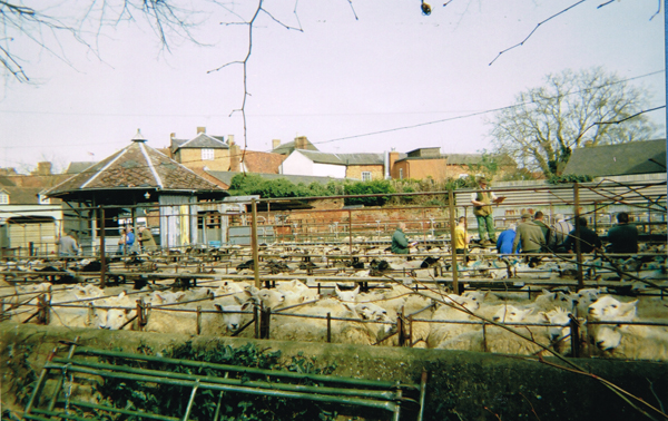 Sheep being sold in the livestock market